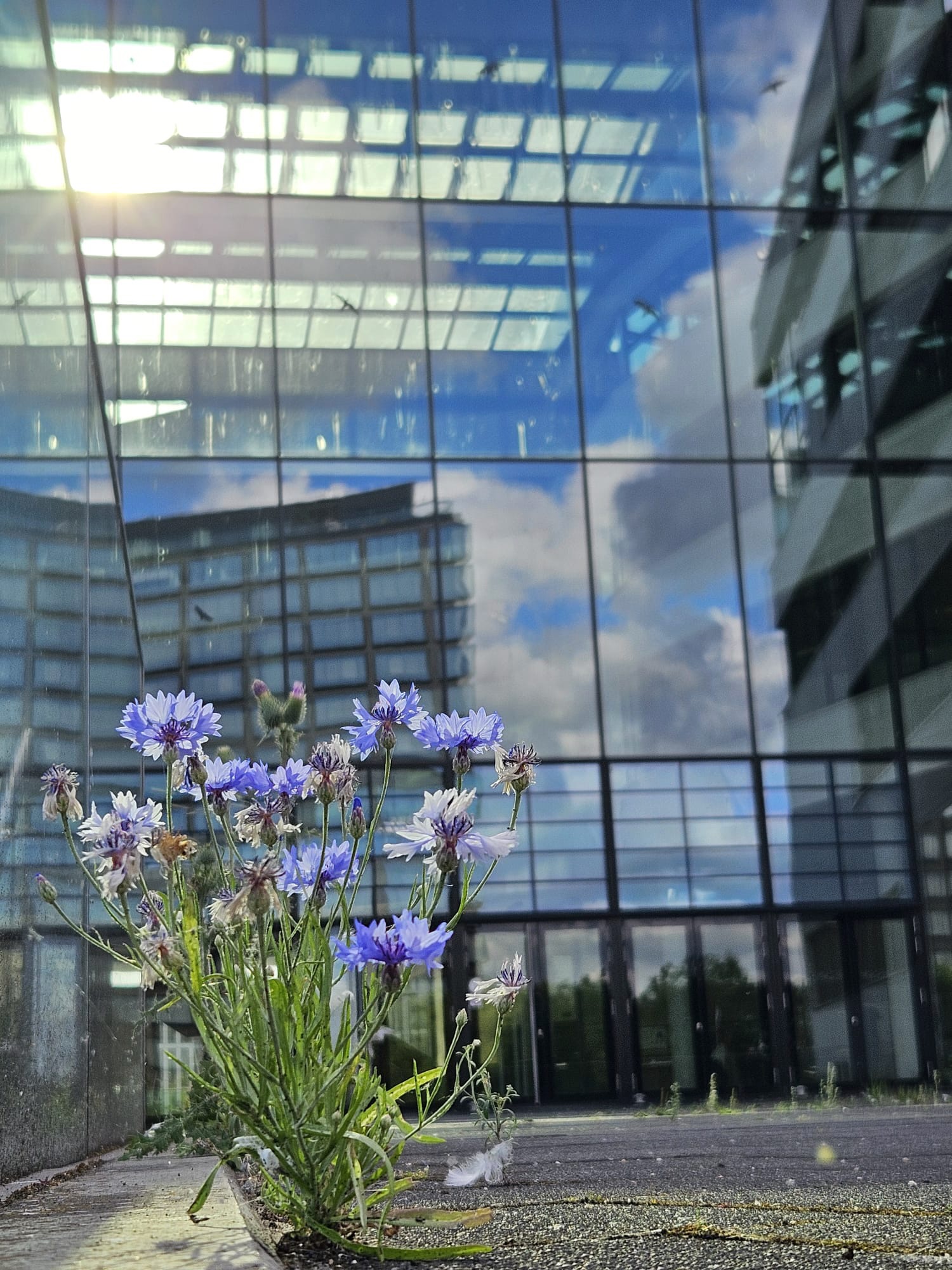 eine Blume vor der HCU